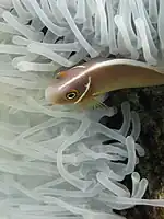 A. perideraion in a bleached anemone near Batu Moncho