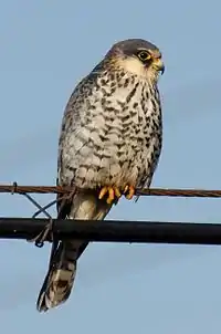 Female Amur falcon, Huanzidong Reservoir（獾子洞水库), Liaoning, China, at the start of autumn migration