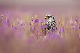 Amur falcon female in a bed of grass