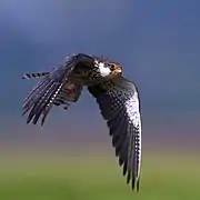 Amur falcon female in flight