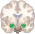 Frontal view of the amygdalae in an average human brain