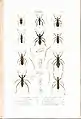 Plate 7 from: C.J.-B. Amyot and J. G. Audinet-Serville (1843). Histoire naturelle des insectes. Hémiptères. Paris, Librairie encyclopédique de Roret.