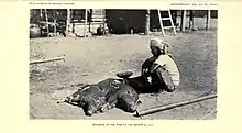 Image 21An Itneg shaman offering pigs to anito spirits, 1922 (from Culture of the Philippines)