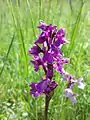 Orchids like green-winged orchid that thrive in hotspot microclimates are endangered in Austria.