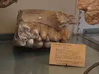 Molar of Anancus, a "tetralophodont gomphothere"