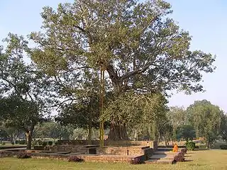 Anandabodhi tree in Jetavana Monastery, Sravasti