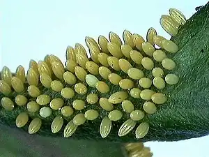 Eggs of pioneer (Anaphaeis aurota family Pieridae)