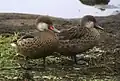 Adult on left with red at the base of its beak and a juvenile with an all black bill on the right