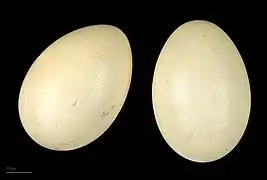Anas flavirostris oxyptera — MHNT