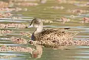 The lakes are important for grey teals