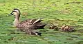 Adult with ducklings