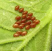 Anasa tristis (squash bug) eggs