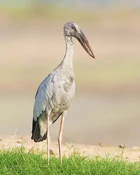 white stork