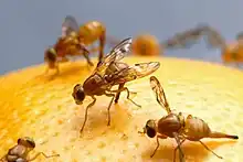 Ovipositing Mexican fruit flies showing the scapes of the extended ovipositors.