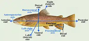Anatomical axes and directions in a fish