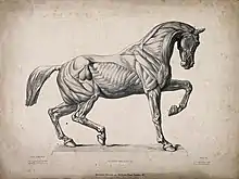 Equine Musculoskeletal Engraving