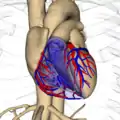 Heart and its blood vessels.