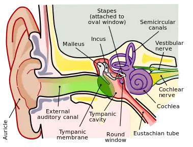 Human ear anatomy.  Brown is outer ear.
  Red is middle ear.
  Purple is inner ear.