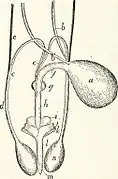 Male genitourinary system
