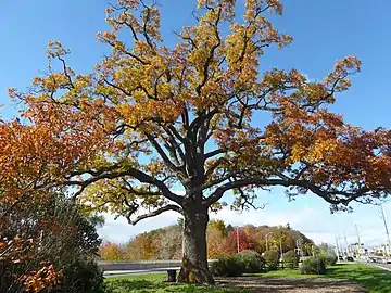 A large white oak in Bronte, Oakville, Ontario, dating to 1750.