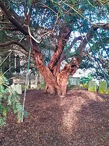Very old tree in the churchyard