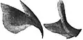 Upper (left) and lower (right) beaks (URL ca. 3 mm)