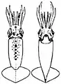 Dorsal and ventral views of juvenile A. lichtensteinii (16 mm ML)