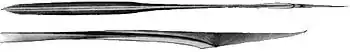 Ventral and enlarged side views of gladius (165 mm ML)