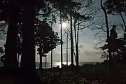 Forest by the sea at night