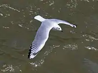 Nonbreeding plumage, Peru