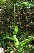 Andersonglossum boreale