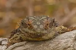 Head-on view of an Eastern Bearded Dragon. Brisbane, Australia