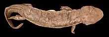 A photo of a preserved specimen of Andrias sligoi, which is a long, brownish salamander with short limbs and a large head, against a black background
