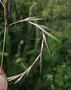 The spike-like raceme bent to show the pairs of spikelets