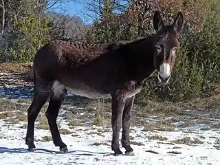 The Catalan donkey