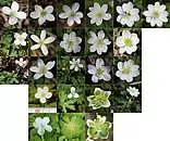 Montage of sepals
