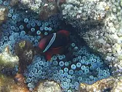 Anemonefish