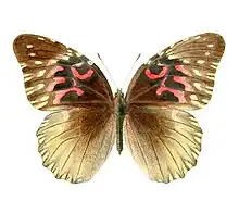 Mounted Specimen