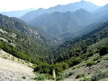 Montane woodlands in the San Gabriel Mountains