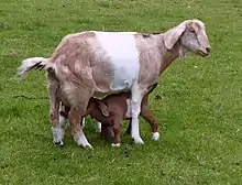 a long-eared white-belted brindled chestnut goat with a similarly-marked kid
