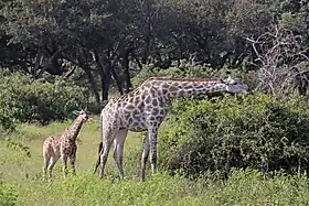  A female giraffe with her calf