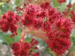Red, hairy flower buds