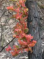 (After fire) red hairy new growth