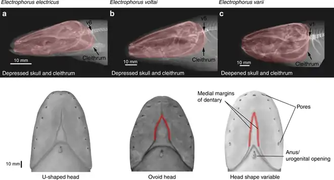 X-rays and photographs of the heads of the three species of electric eel