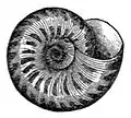 Umbilical view of the shell