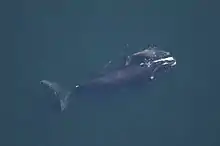 North Atlantic right whale