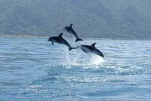 Dusky dolphins off Kaikōura, New Zealand