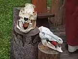 Animal skulls 2015