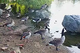Egyptian and Canada geese together