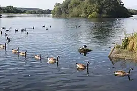 Canada geese swimming in line